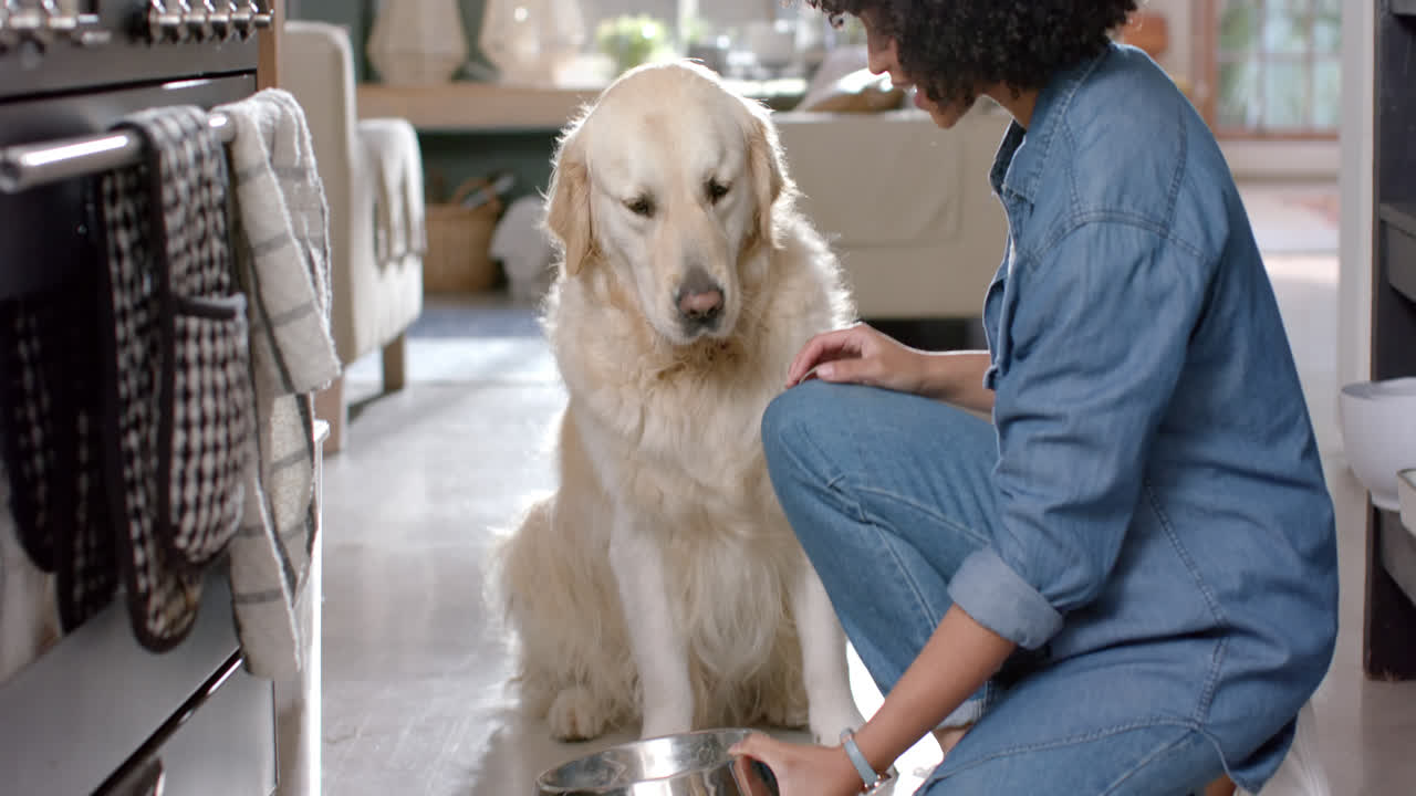 mujer biracial sirviendo comida para perros golden retriever en casa, en cámara lenta
