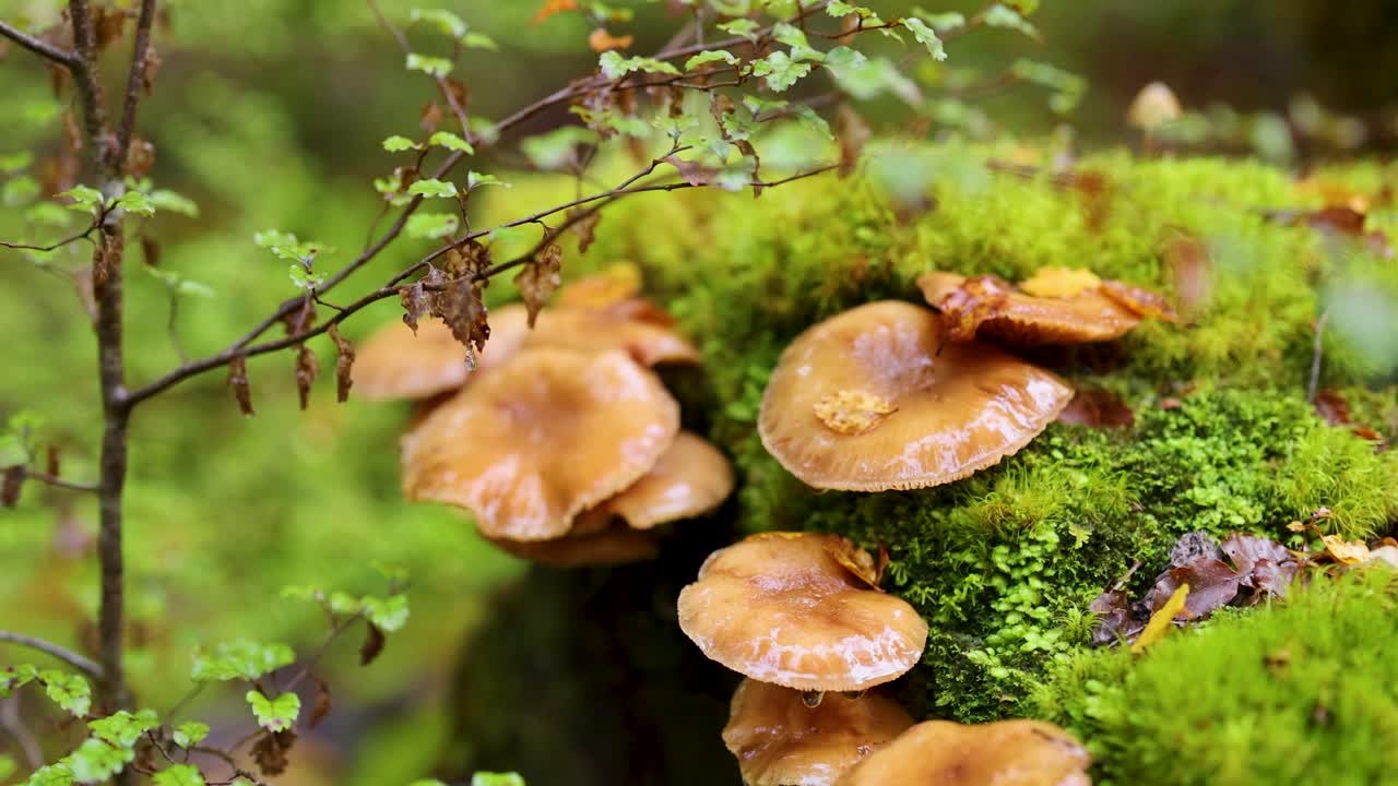 Bracket fungi cluster on moss-covered log, shallow depth of field, gentle camera pan, natural daylight