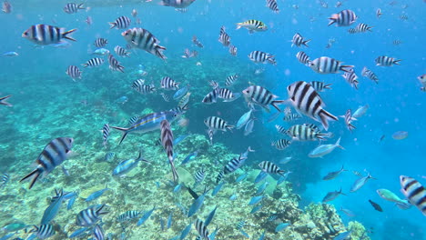 Tropical-Fish-in-Fiji-swimming--in-slow-motion