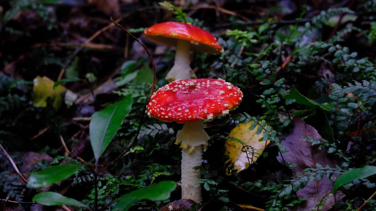 Pair red and white Amanita muscaria fly agaric mushroom amongst ferns on forest floor in Wellington, New Zealand Aotearoa