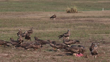 Rebaño-Desayunando-En-La-Hierba-Mientras-Otros-Llegan-Y-Vuelan,-Cometa-De-Orejas-Negras-Milvus-Lineatus-Pak-Pli,-Nakhon-Nayok,-Tailandia