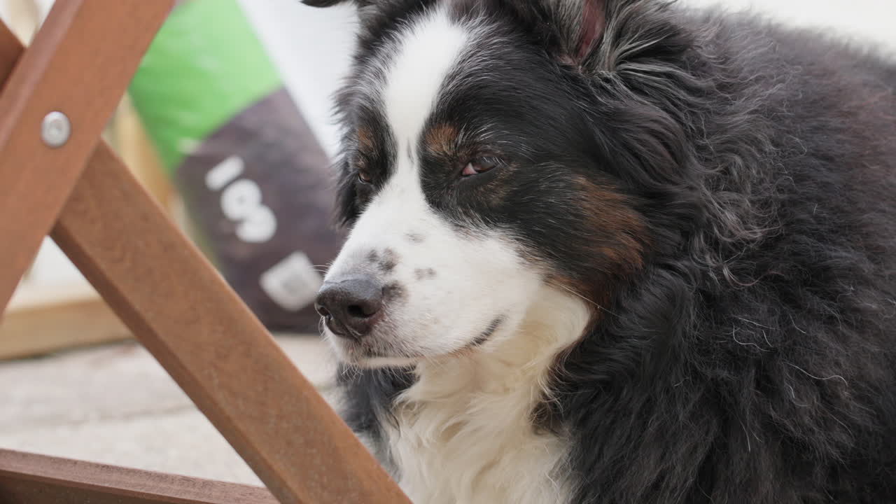 Medium shot of a dog chilling on the porch beside a chair. Handheld camera movement. Dog looking around.
