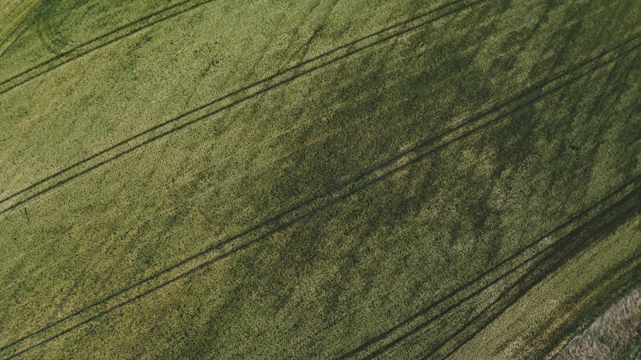 aerial: imágenes de drones de arriba hacia abajo de un campo de trigo en jutlandia, dinamarca