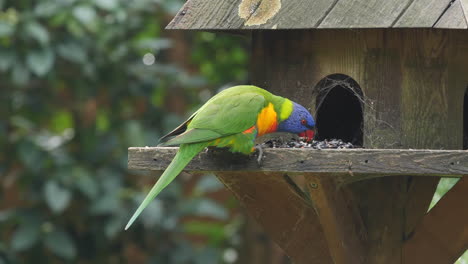 primer plano de un loro arcoiris