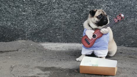 funny dog pug street musician, playing the guitar