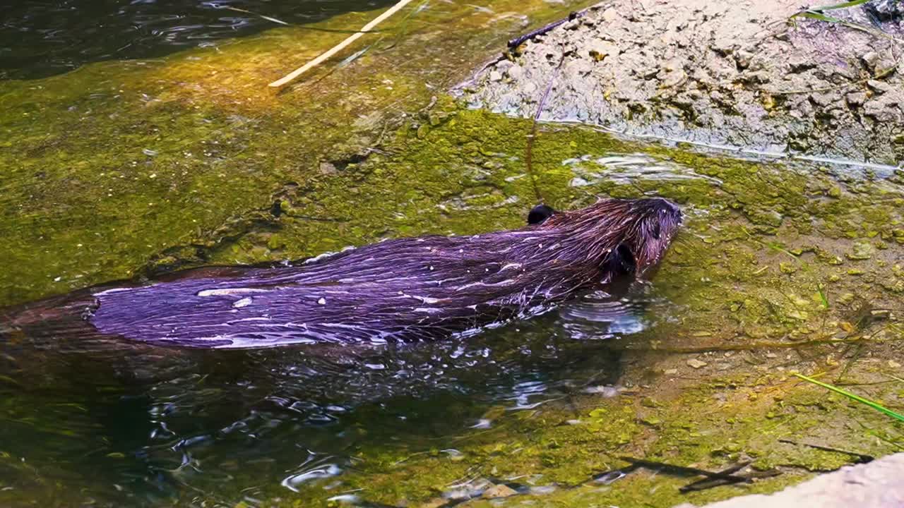 impresionantes imágenes en primer plano de un castor marrón nadando en su hábitat natural