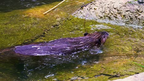 stunning close up footage of a brown beaver swimming in its natural habitat