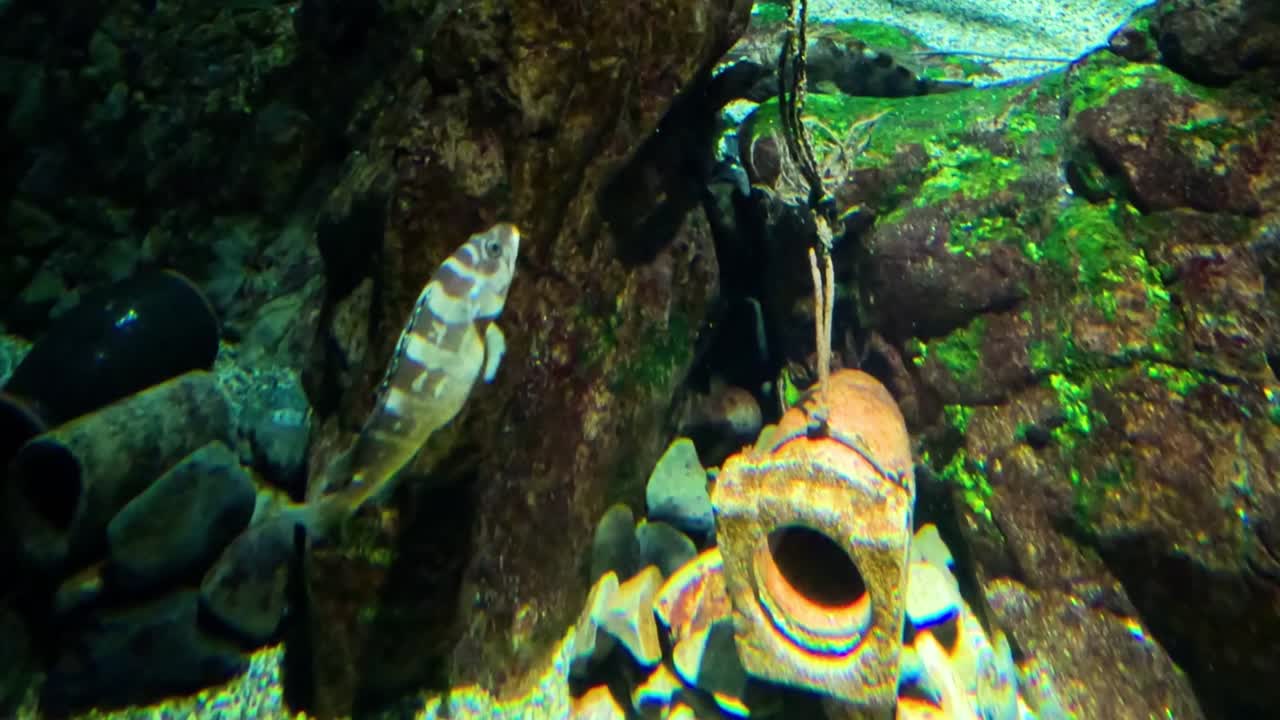 peces nadando alrededor de un acuario de arrecife de coral
