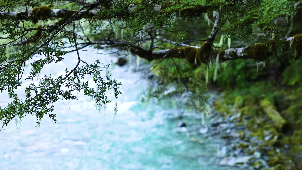 Clear mountain stream flows through dense green rainforest, overhung by mossy branches. Soft daylight, steady camera, tranquil and vibrant natural setting