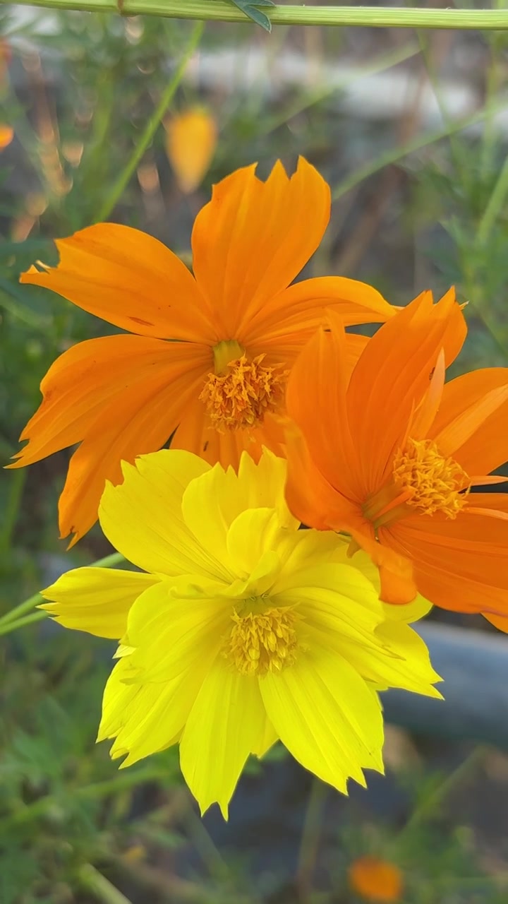 Fiori di cosmo arancione e giallo vivace che ondeggiano dolcemente in un giardino