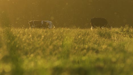 cows grazing on meadow with insects swarming and golden sunset glow - dolly