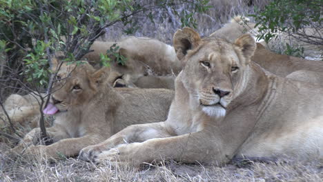 a lion cub lies next to the lioness and licks a branch and then looks to the side