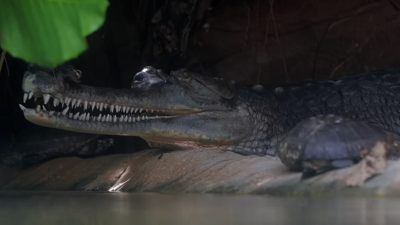 gavial indio entrando al agua