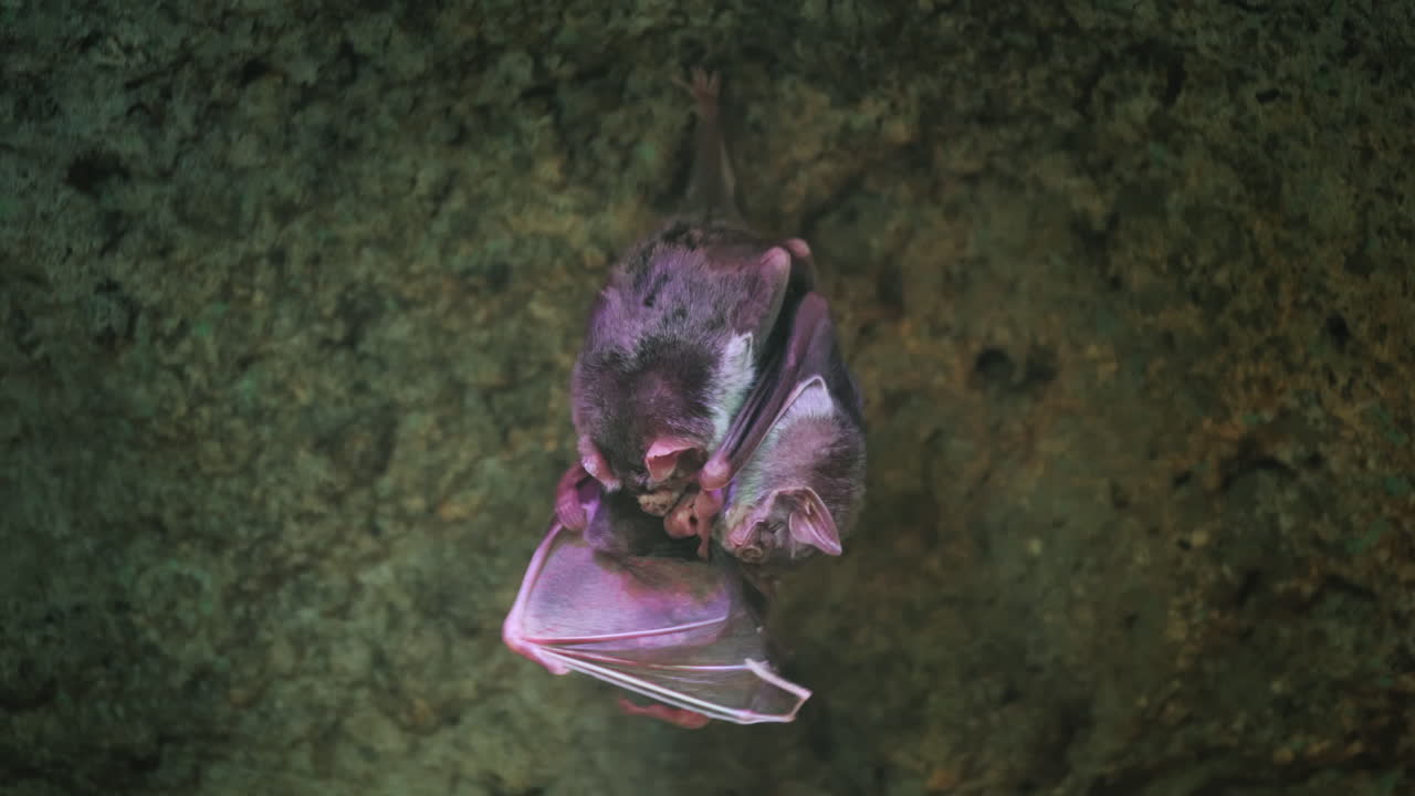 Topi vampiro sotto il soffitto della grotta - Concetto di creature spaventose e fobie