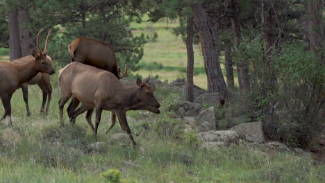 heard of elk walking in forest