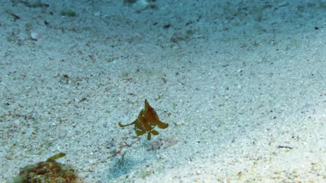 Eine-Unglaubliche-Nahaufnahme-Eines-Seltenen-Jungen-Blauen-Rasiermesserfisches,-Der-Sanft-Mit-Der-Meeresströmung-Auf-Dem-Sandboden-Schwankt