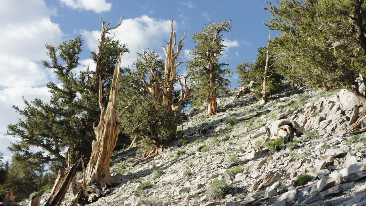 una vista de bajo ángulo de un antiguo bosque de pinos de bristlecone