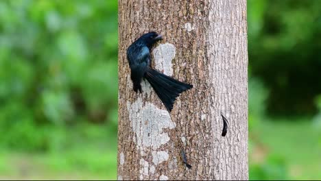 el drongo cola de raqueta mayor es conocido por su cola que parece una raqueta