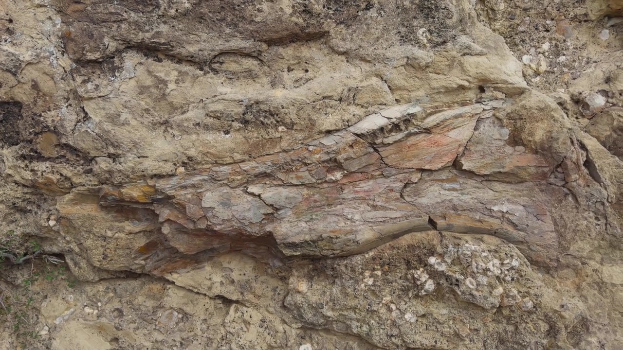 Forsteinet trefossil eksponert i en forvitret sedimentær bergformasjon i tørt terreng, med subtil tekstur