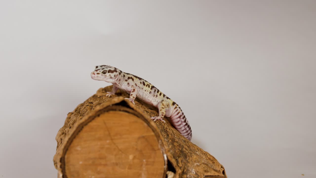 A leopard gecko sits motionless on a textured wooden log under bright studio lighting