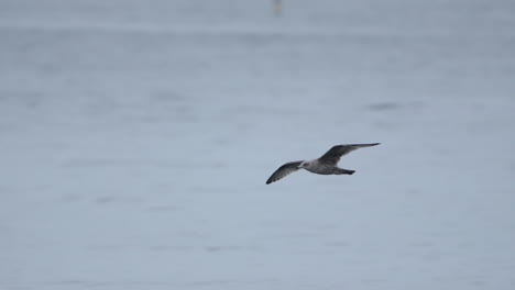 misty slow motion of seagull flying past yellow buoy