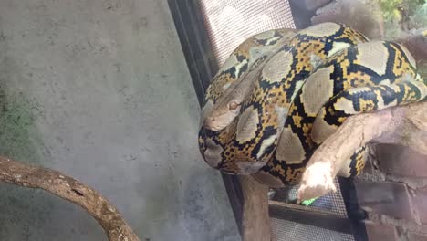 Pythonidae-snake-sleeping-in-a-glass-cage