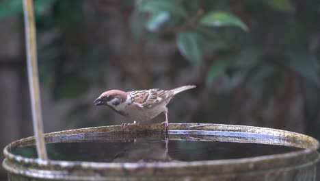 little sparrow birdie drinking and dipping in water bucket