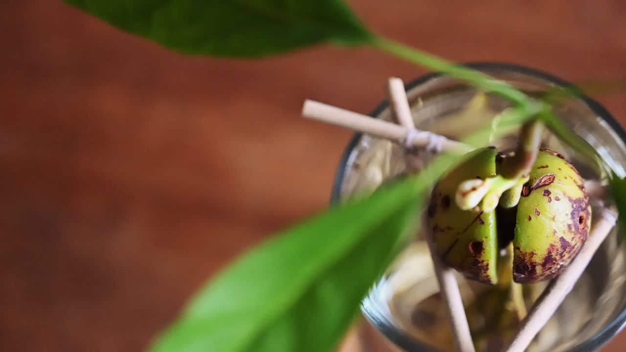 cultivo de una planta de aguacate en un jarrón de vidrio, panorámica de izquierda a derecha