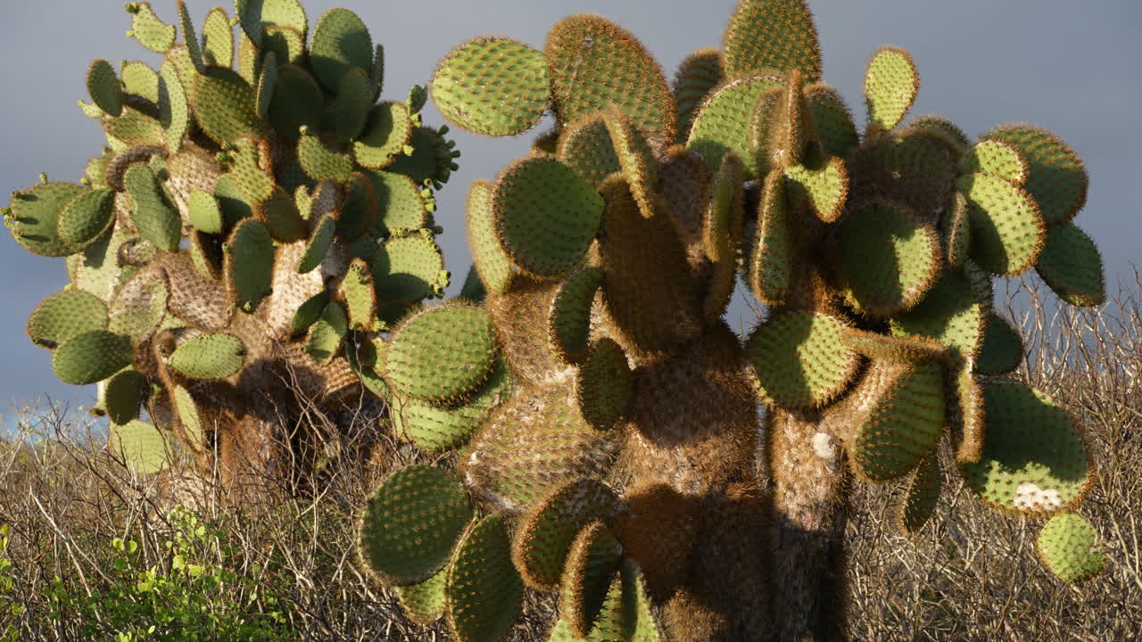 View Of Opuntia Echios Commonly Known As The Galapagos Prickly Pear