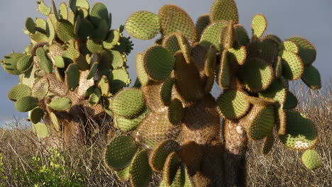 view of opuntia echios commonly known as the galapagos prickly pear