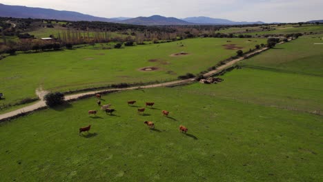 Vacas-Marrones-De-Pie-Y-Pastando-En-Campo-Verde-En-Tierras-De-Cultivo-Rural