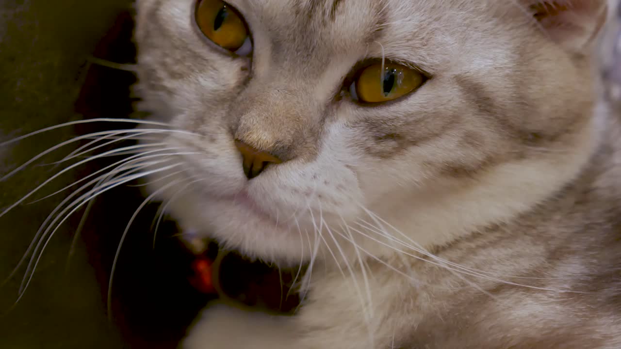 americano de pelo corto gato americano de pelo corto cat-2