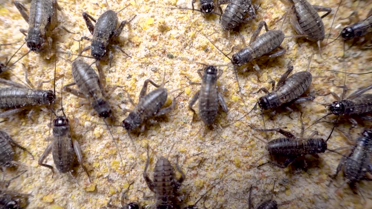Close-up view of many crickets on a surface of feed