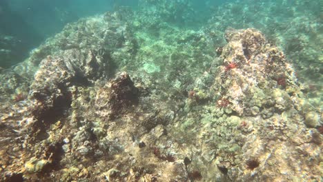 recorridos por jardines de coral en maui con erizos de lápiz rojo y peces mariposa
