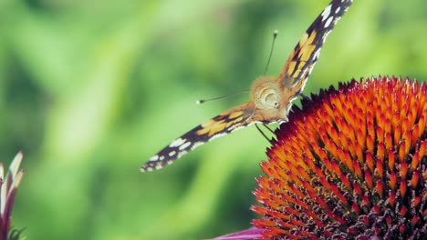 extreme close up macro shot of orange small tortoiseshell butterfly collecting nectar from purple coneflower and then taking off , on green background