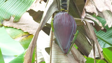 two gold dust day gecko's crawl around flowering banana tree in big island hawaii