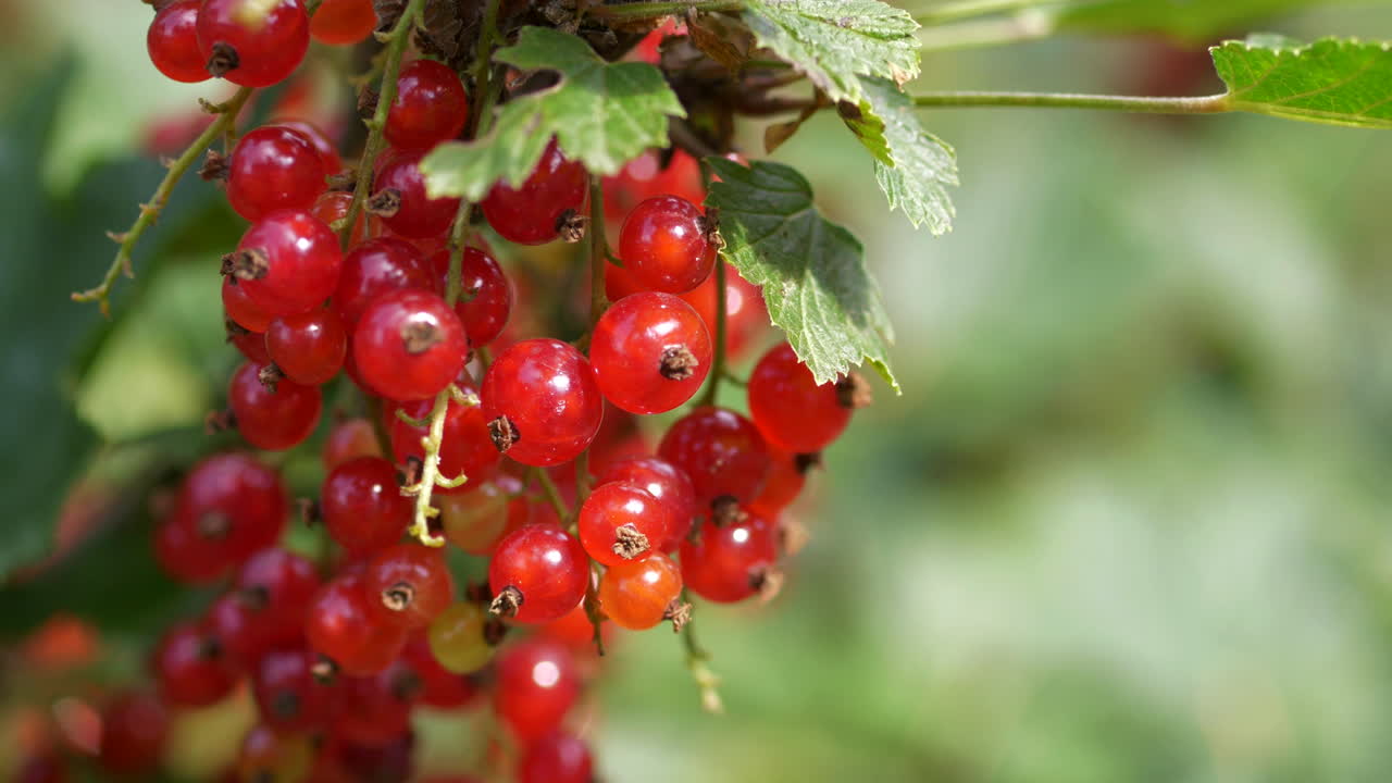 Branch of fresh and tasty red Currant berries slow motion