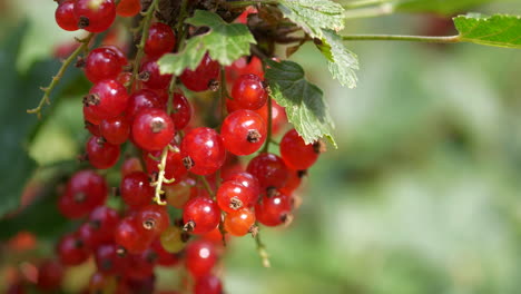 Zweig-Frischer-Und-Leckerer-Beeren-Der-Roten-Johannisbeere-In-Zeitlupe