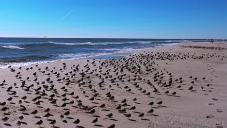 Ein-Blick-Aus-Niedriger-Perspektive-Auf-Einen-Großen-Schwarm-Strandläufer,-Die-An-Einem-Sonnigen-Tag-An-Einem-Leeren-Strand-Ein-Sonnenbad-Nehmen