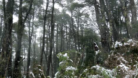 Handgehalten-Aus-Einer-Pfanne-Links-Eines-Verschneiten-Coigue-Waldes-In-Den-Ausläufern-Des-Vulkans-Osorno,-Nationalpark-Vicente-Perez-Rosales,-Südchile