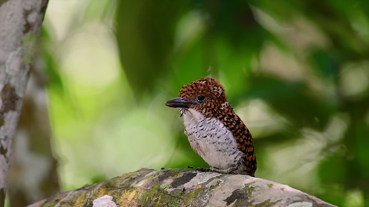 나무 물총새와 열대 우림 내 태국에서 발견되는 가장 아름다운 새 중 하나