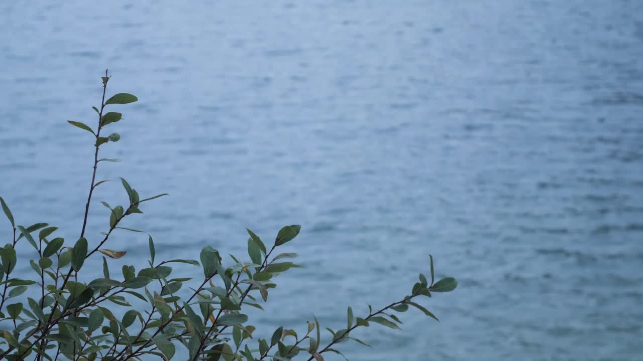 전경의 작은 식물이 있는 호수의 파도