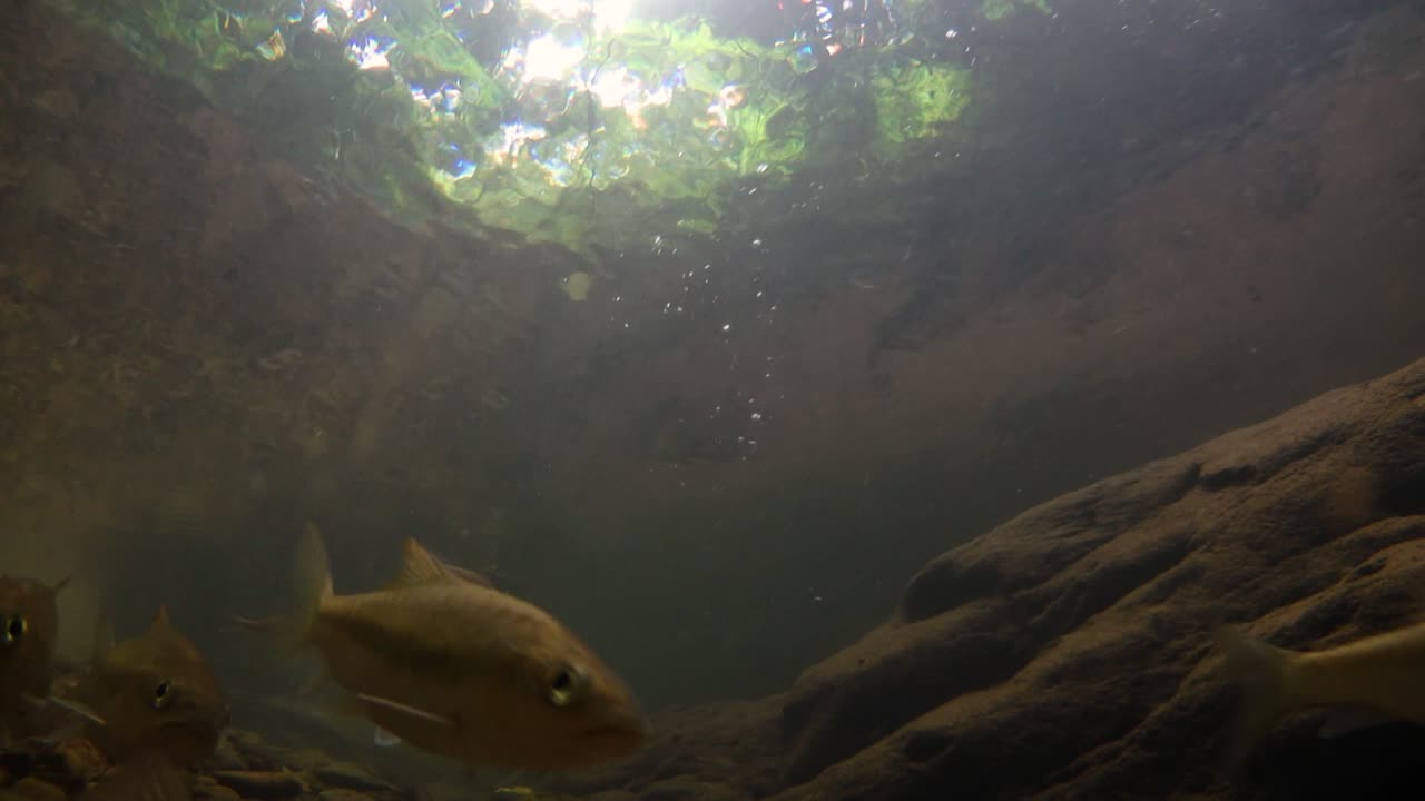 kaeng krachan 국립 공원은 많은 환상적인 야생 동물의 서식지이며 개울은 동물이 마시고 물고기가 헤엄칠 수 있는 신선한 물의 생명원입니다.