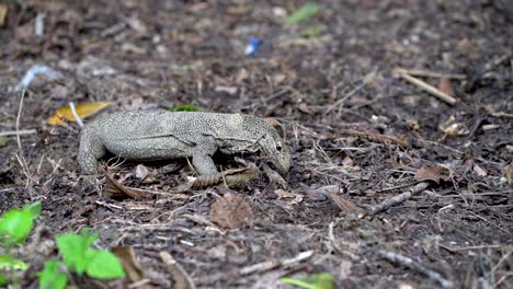 Monitor-lizards-flick-tongue-in-and-out-at-park-in-SIngapore