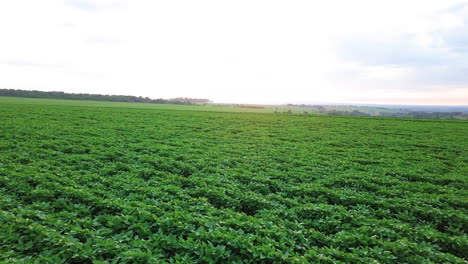 Agriculture,-green-cultivated-soy-bean-plants-in-field,-Brazilian-farm