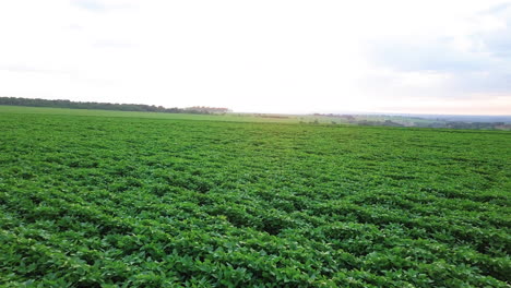 agriculture, green cultivated soy bean plants in field, brazilian farm