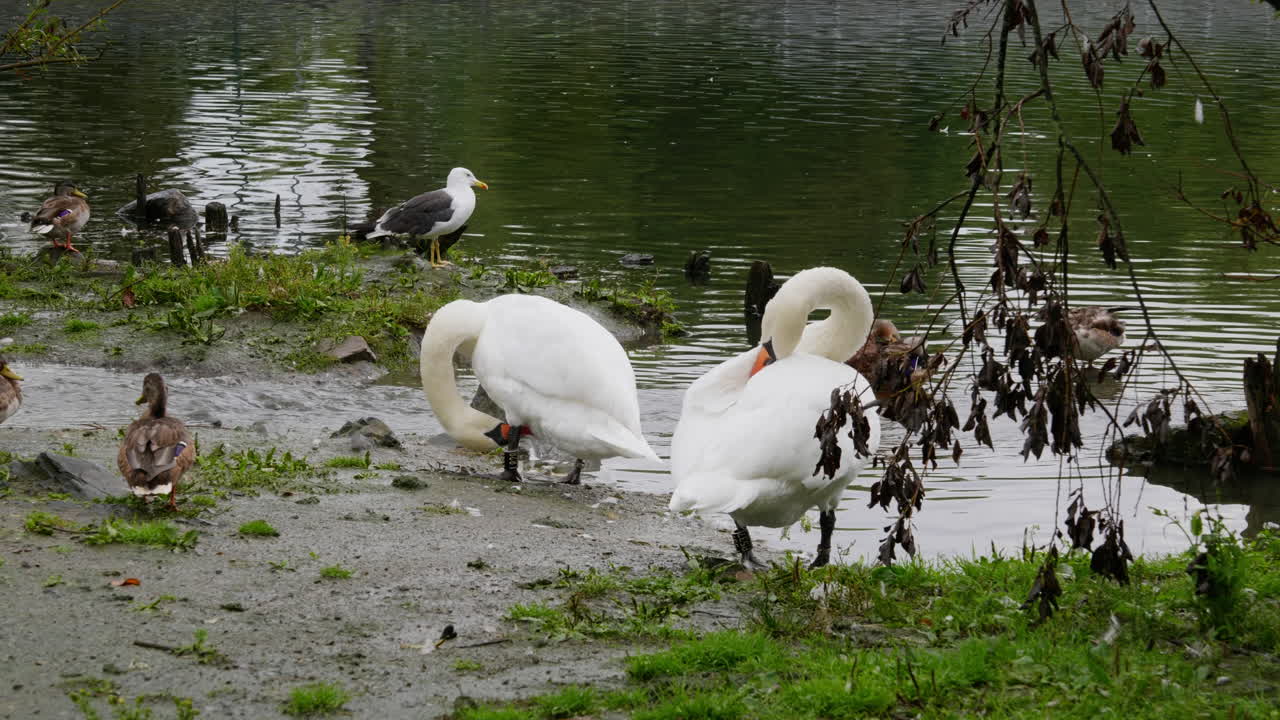 Swans and other birds by the pond