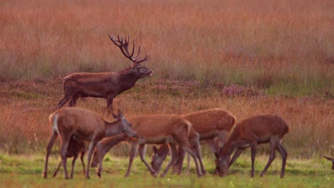 territorial red deer stag near harem bellows releasing breath vapor in morning