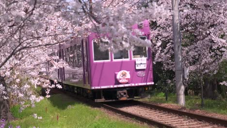 a train going through a cherry blossom tunnel in kyoto