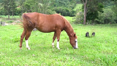 un caballo en campo abierto comiendo hierba durante el verano en brasil